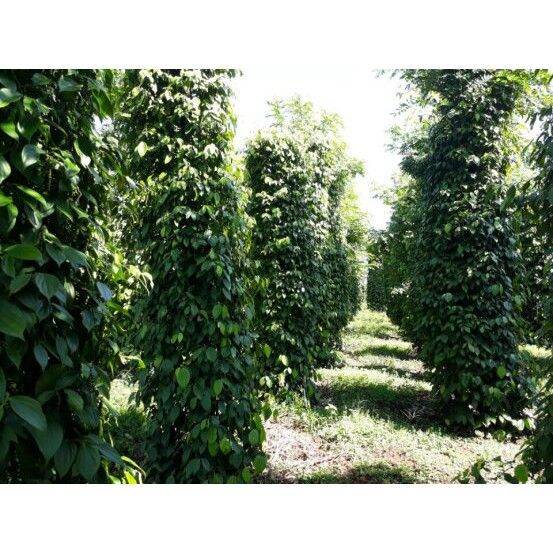 200 gr Tiêu hột Sạch Đắk Lắk