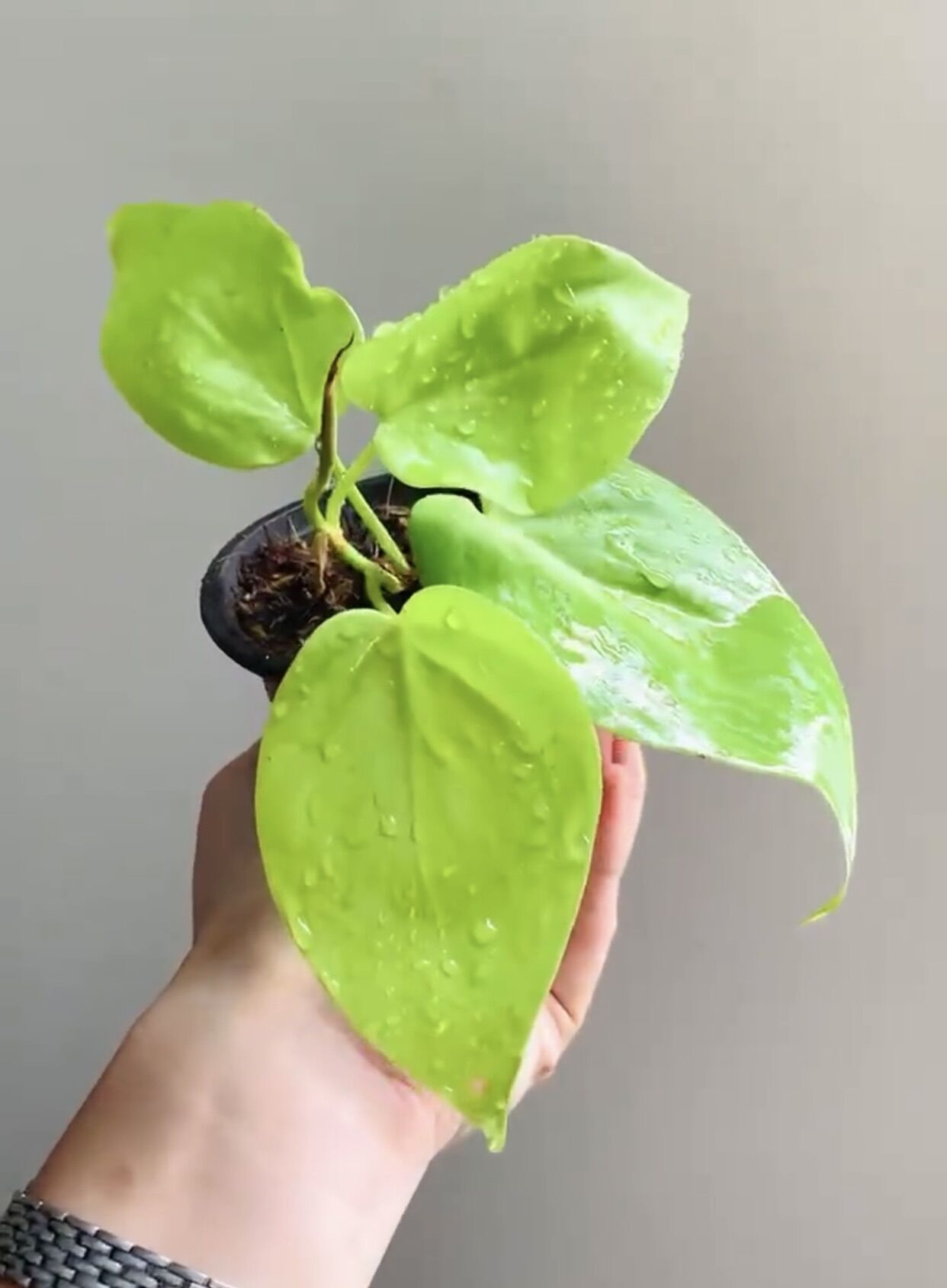 Trầu bà Philodendron Hederaceum 'Lemon Lime (trầu bà vàng lá tim)