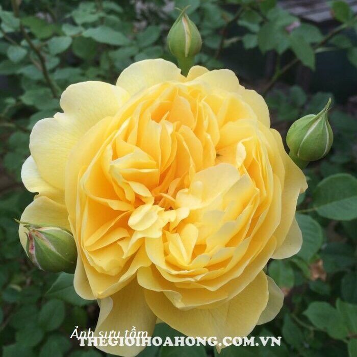 Hoa hồng ngoại nb Poet’s wife rose size trung