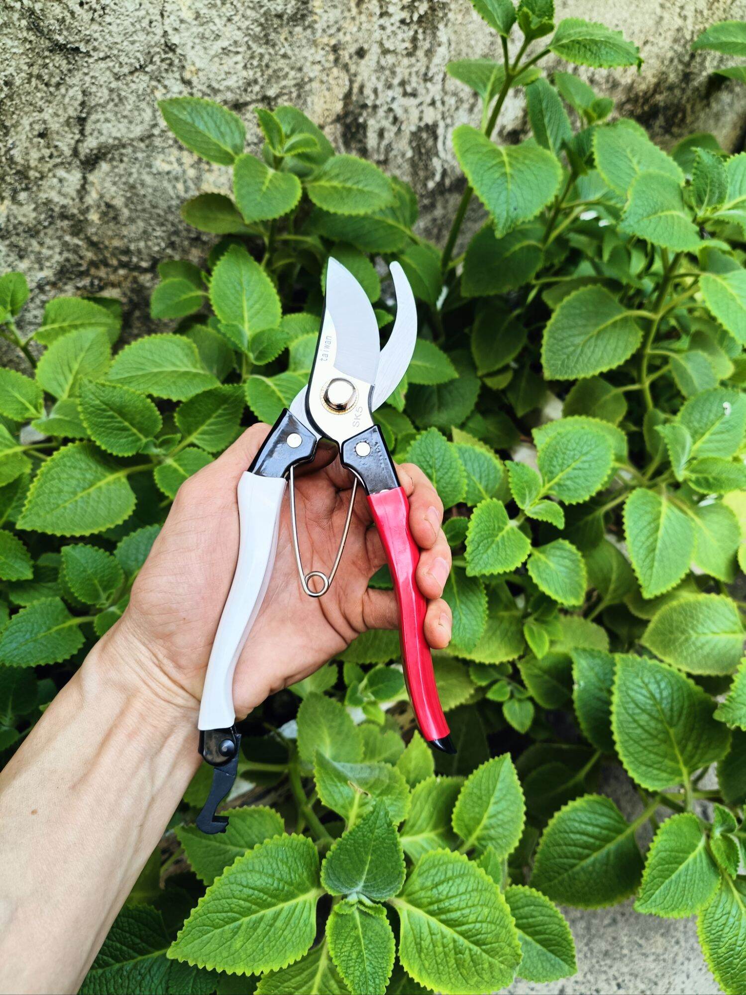 kéo cắt cành Taiwan cao cấp
