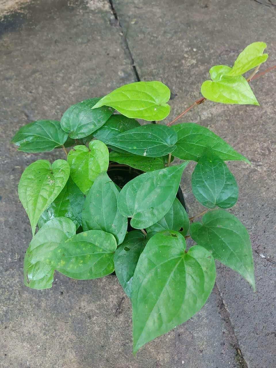 Cây giống trầu không