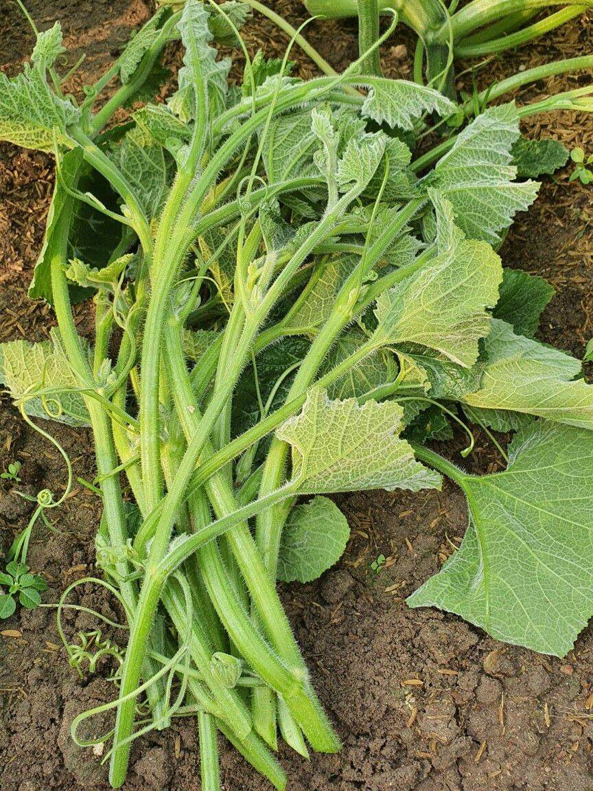 Hạt Giống Bí Siêu Đọt (Ngọn) 20gram