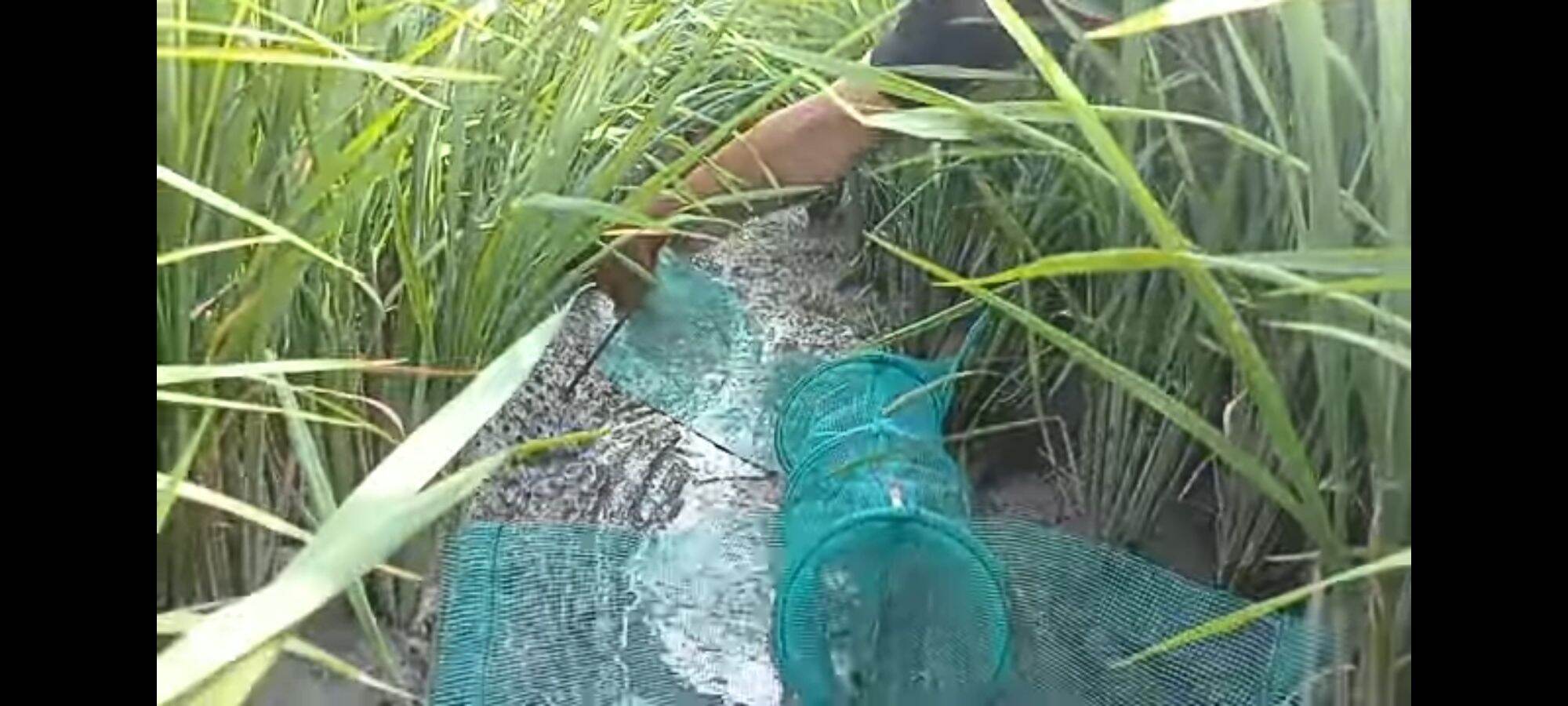 Lợp bẫy ếch đa năng
