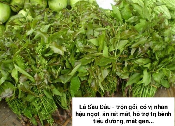 Cây Sầu Đâu ( 40-50cm)