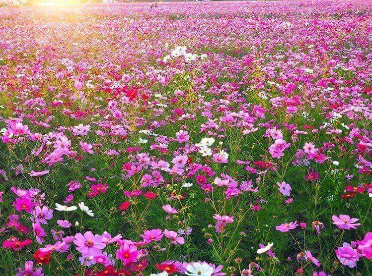 hạt giống hoa cánh bướm