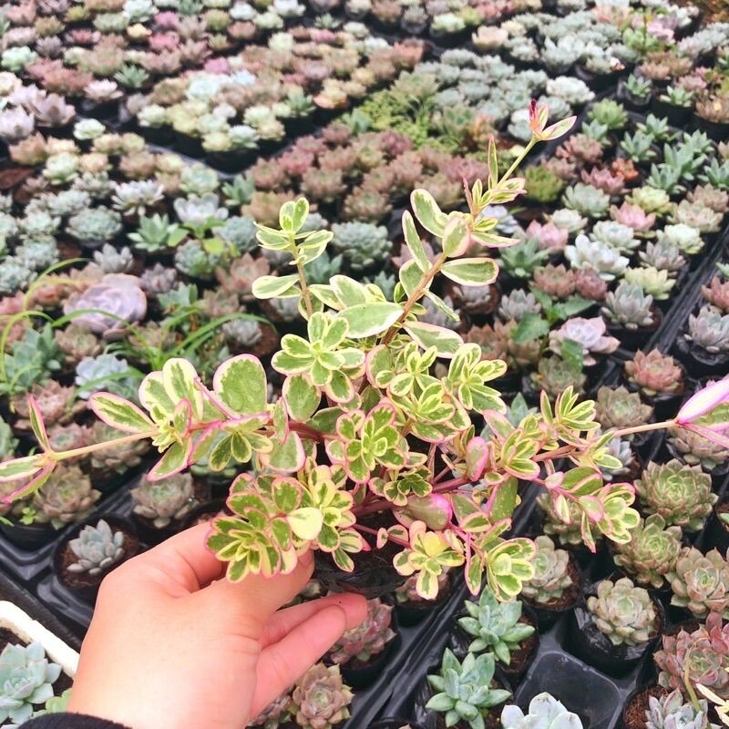 Sen đá Mười giờ thái size bầu 3-5 cm