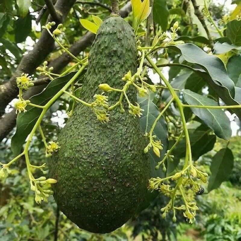 1KG bơ lâm đồng - bơ 034 - bơ núi - bơ sáp - bơ pin / bơ bin -