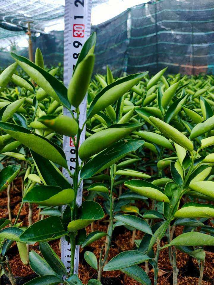 CÂY GIỐNG CAM SÀNH, CAM KẾT CHUẨN GIỐNG 100%