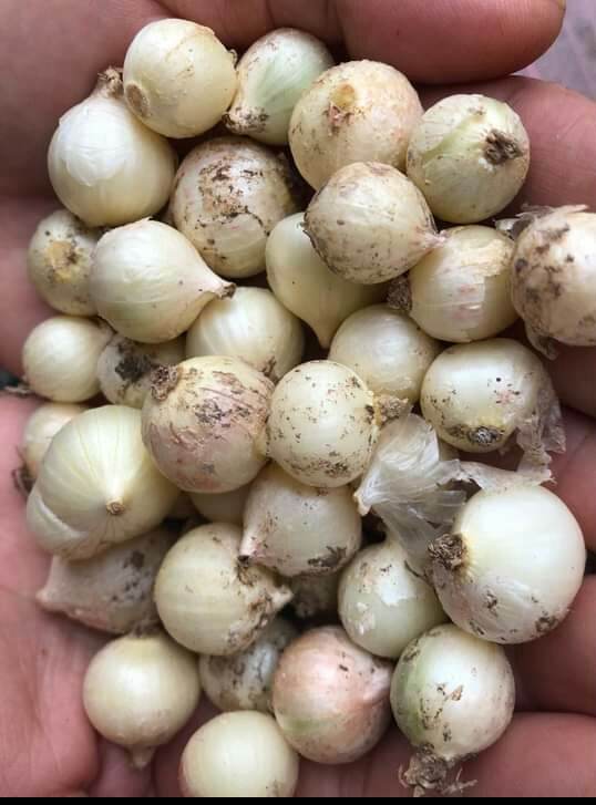 củ hành tăm (củ nén)