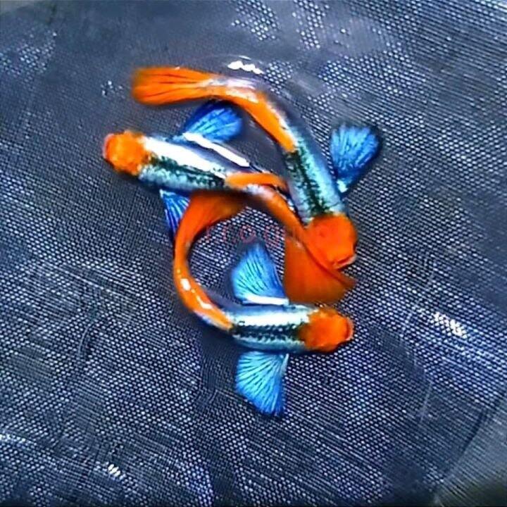 Dumbo koi - 7 màu trang trí đẹp