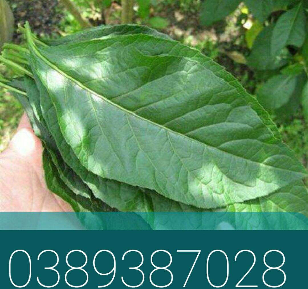 Lá mật gấu tươi,1kg
