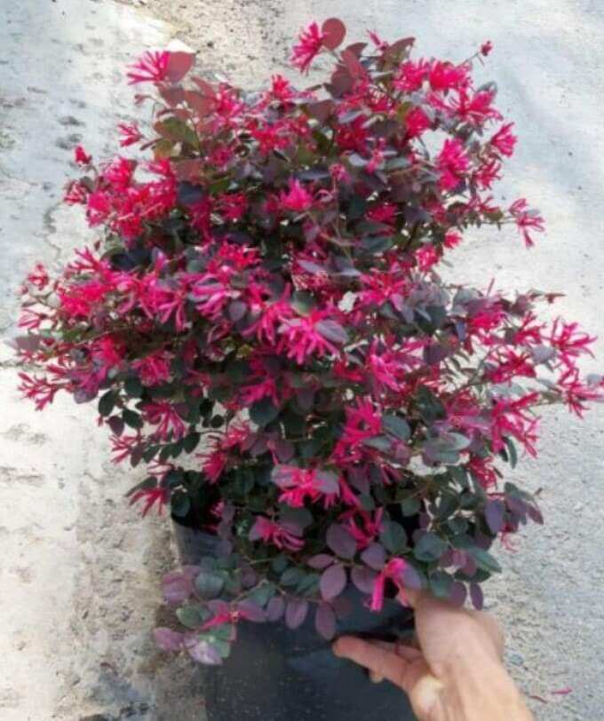 Cây Hồng phụng