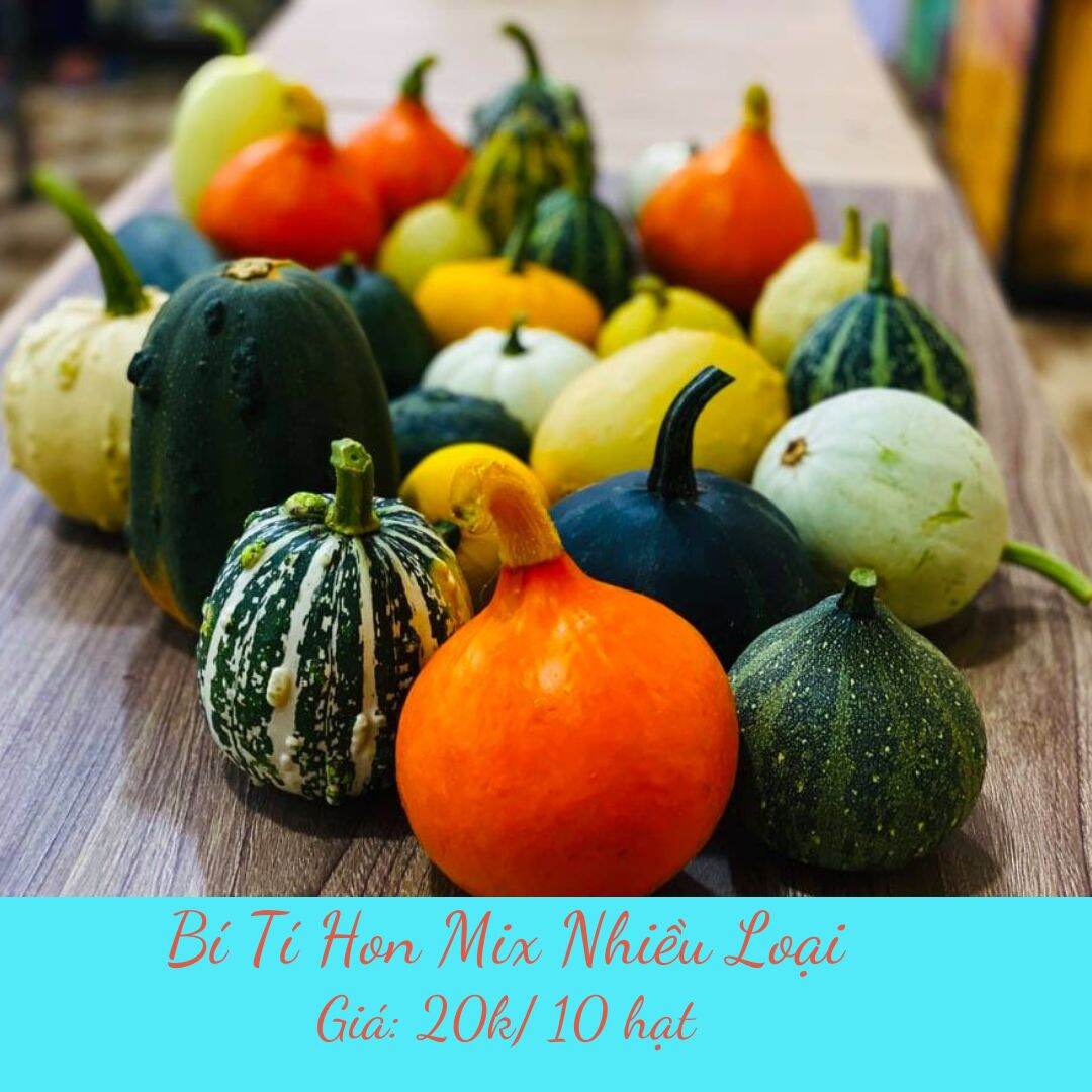 10 hạt giống bí tí hon