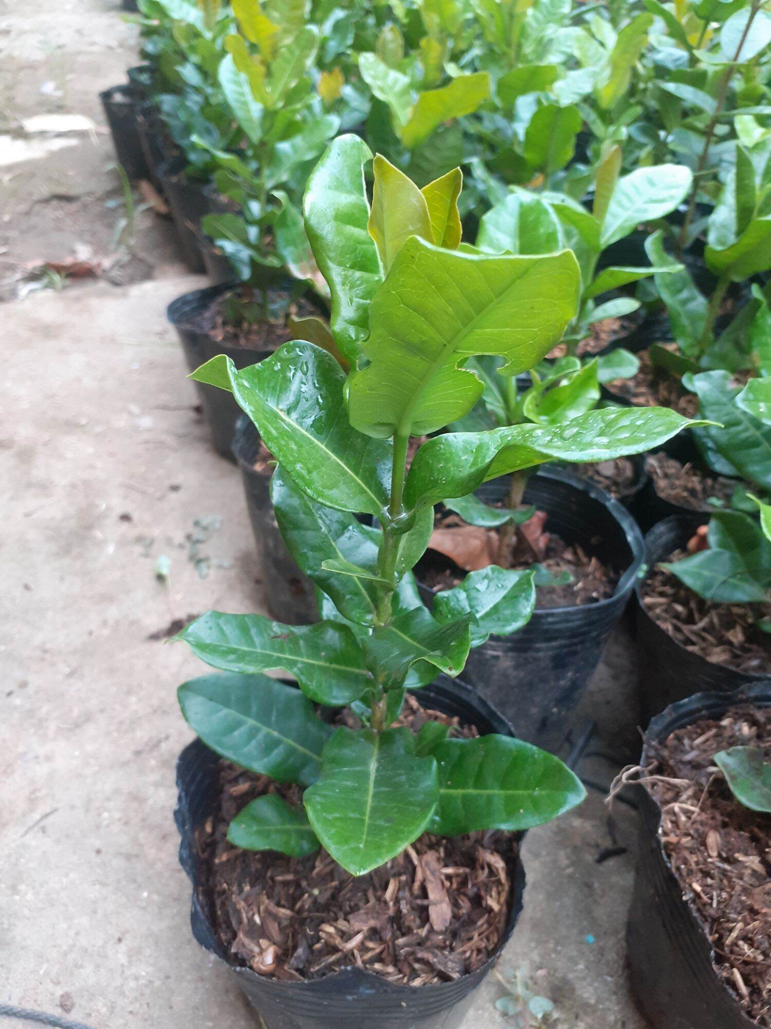 cây giống phụng hoàng lửa