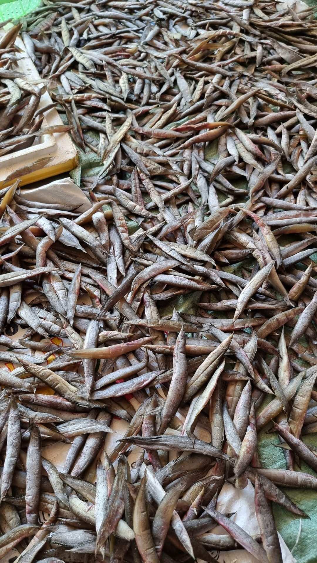khô cá chạch đồng túi hút chân không 500g