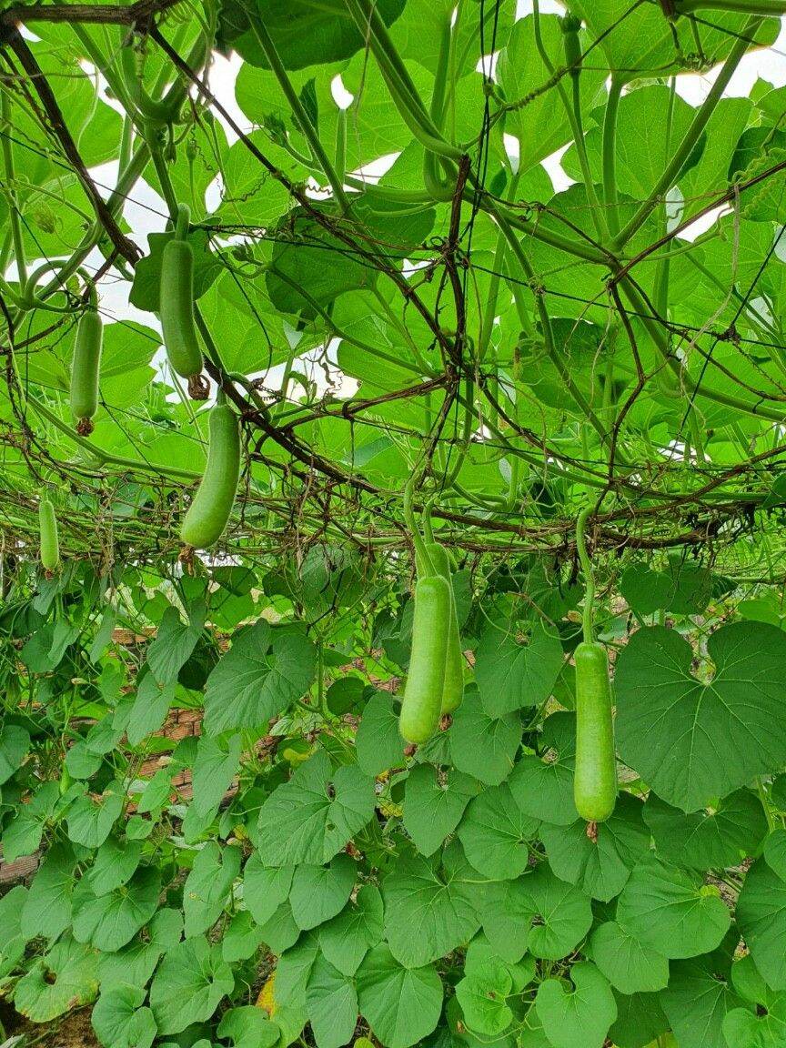 Hạt giống bầu sao F1
