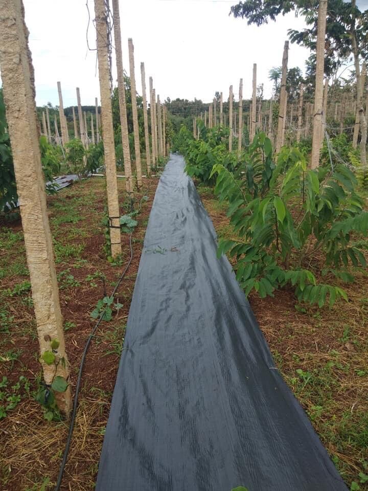 5 tấm bạt phủ đất ngăn ngừa cỏ 1m X1m