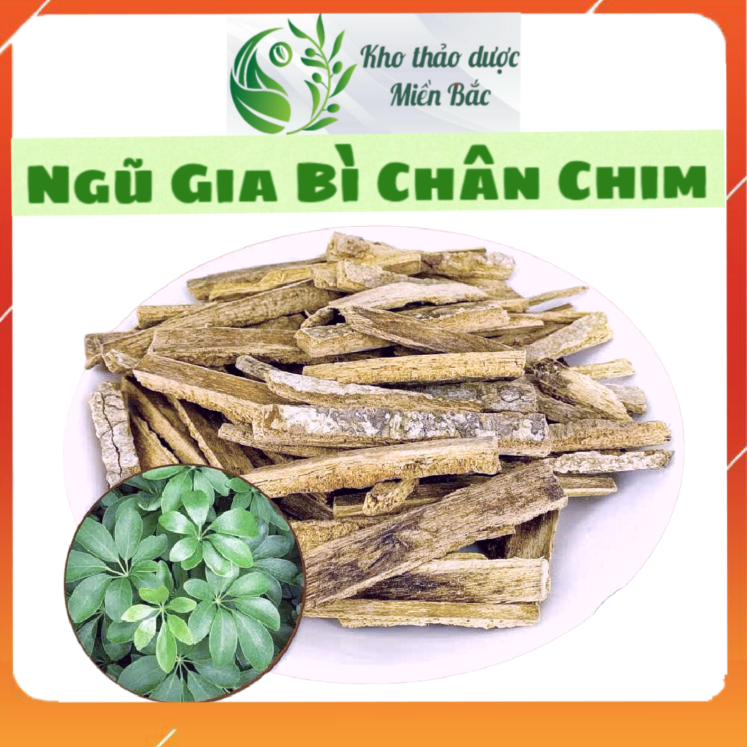 Ngũ Gia Bì Chân Chim, Cây đáng, cây lằng, cây chân vịt. Hàng mới, khô, sạch, không pha trộn