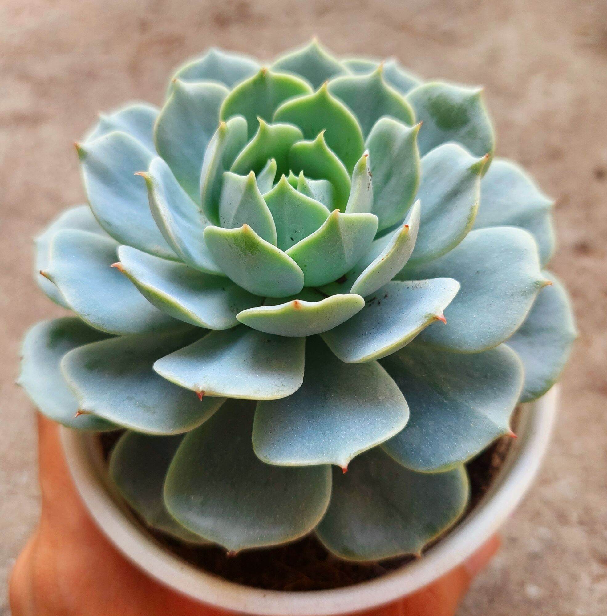 Sen đá LOLA XANH size trung 8-10 cm