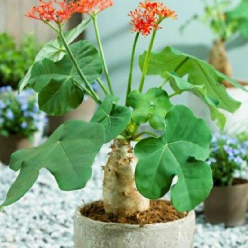 1 cây ngô đồng
