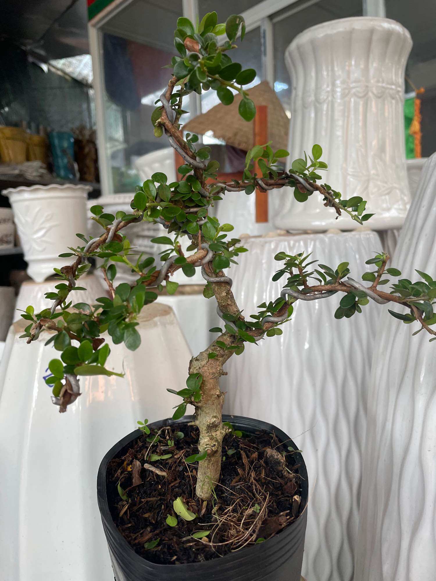 Cây Sam núi trái bonsai mini