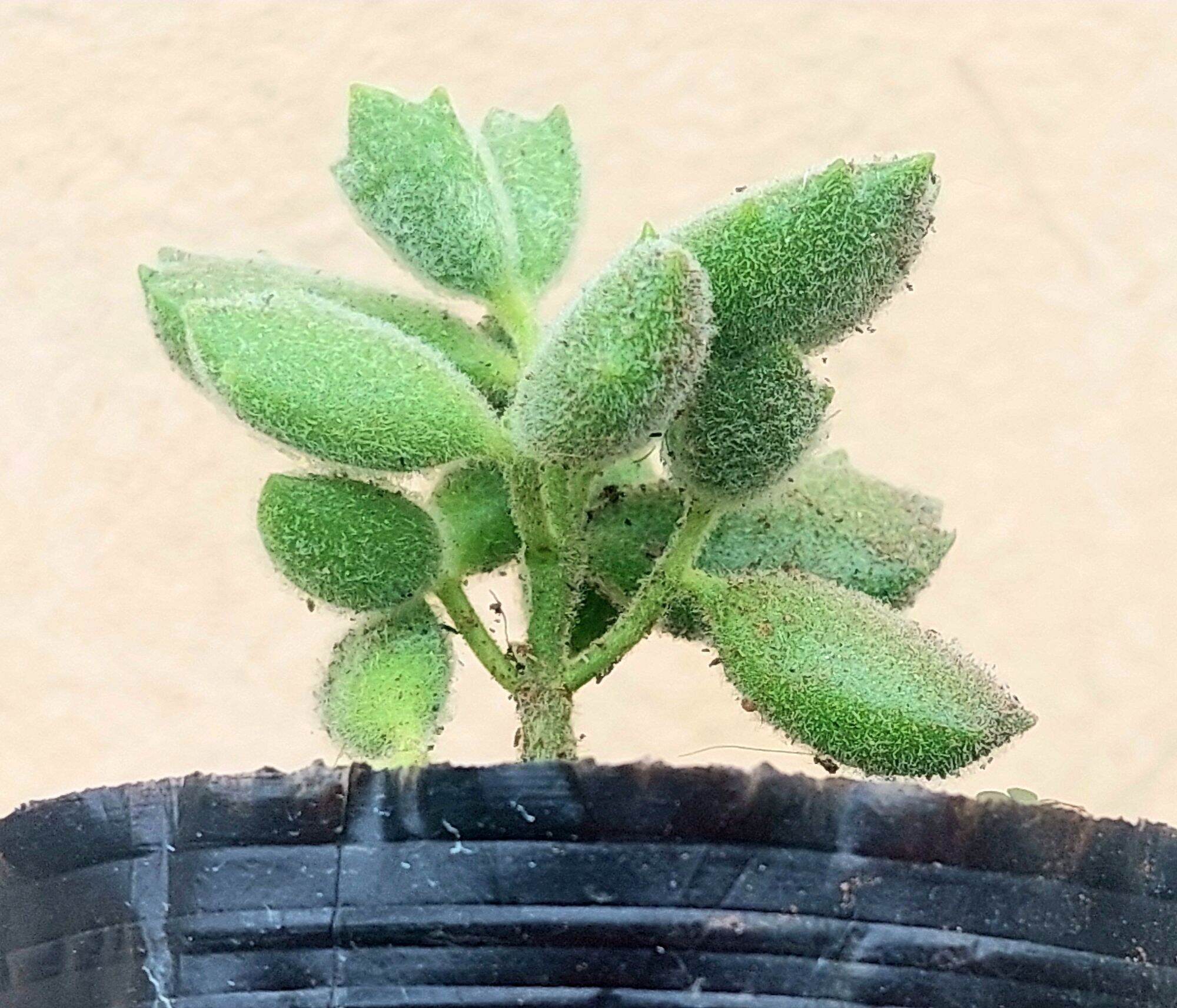 Sen đá TAY GẤU size bầu 5-6 cm