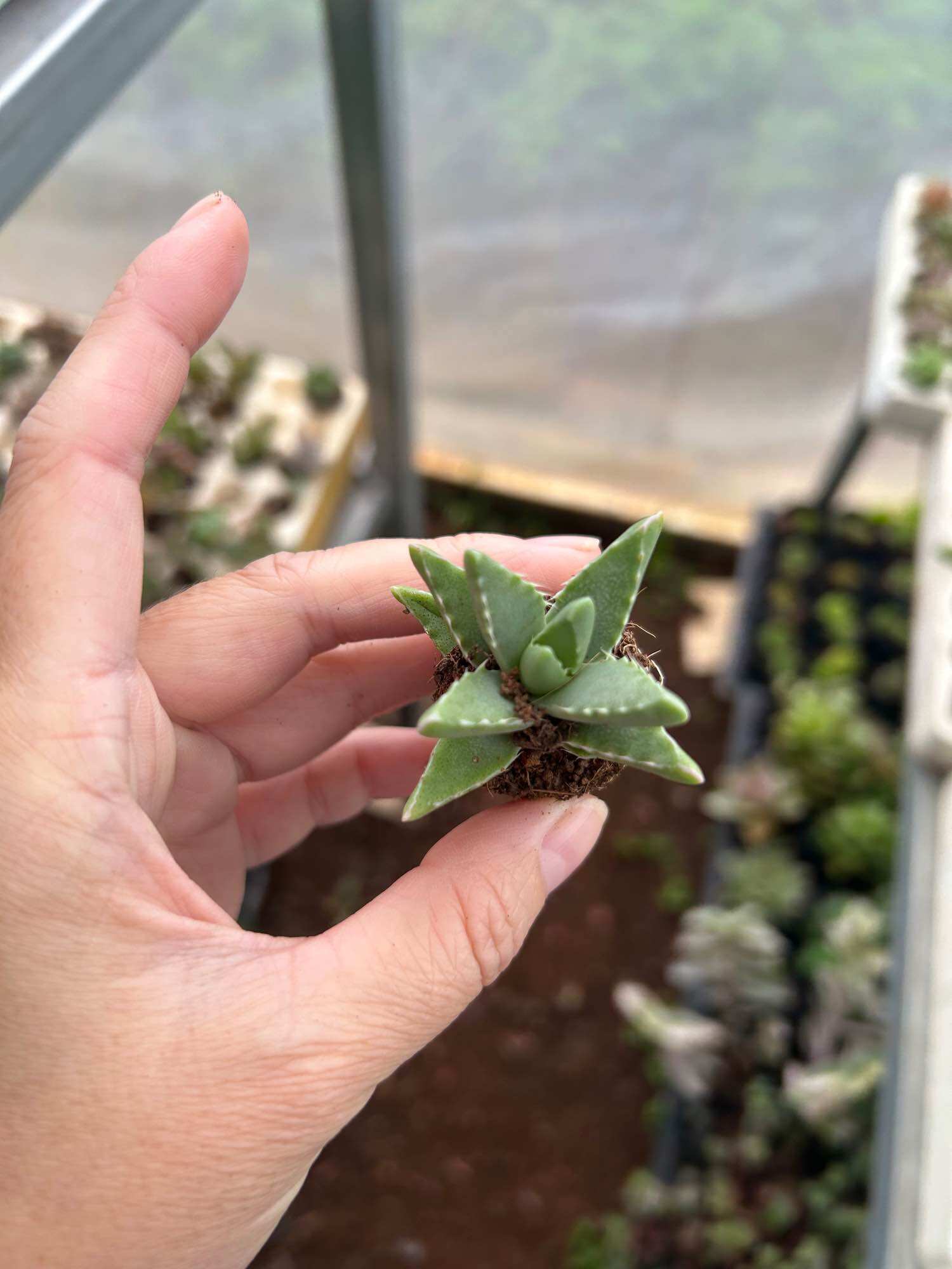 Sen đá hàm cá mập cute mini