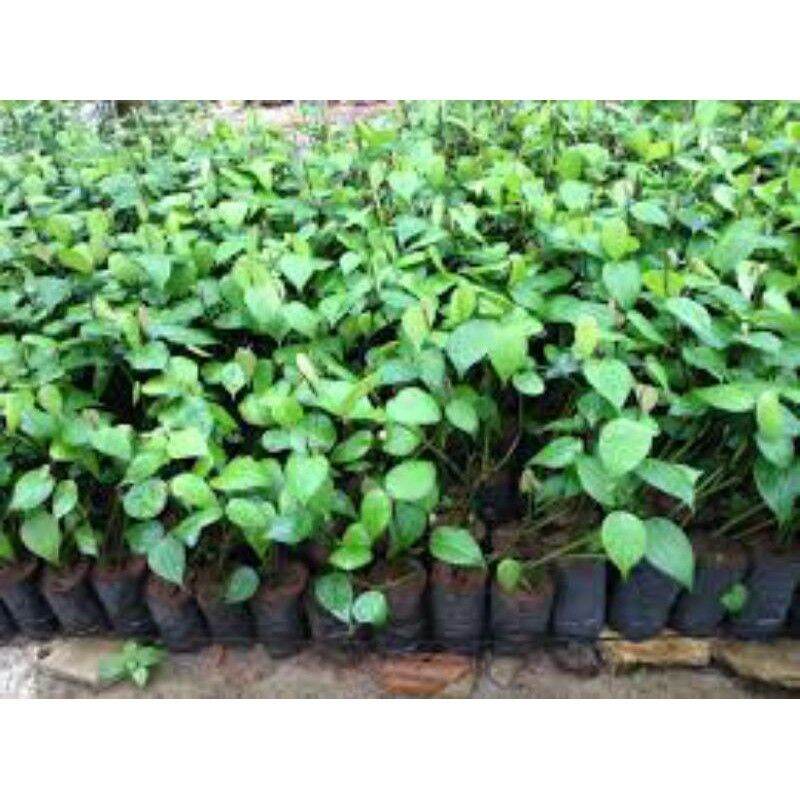 Tiêu giống ăn hạt