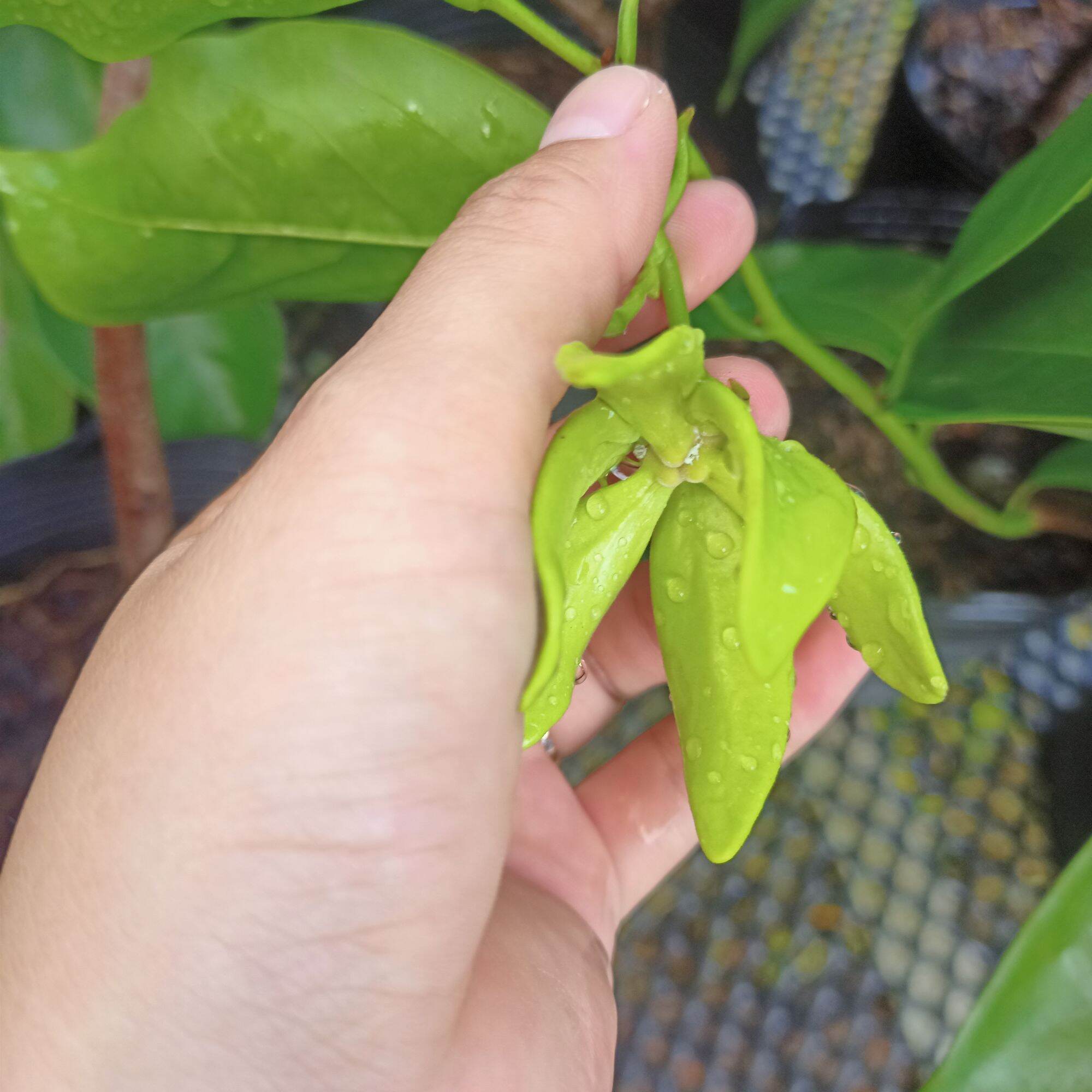 Chậu cây hoa dẻ