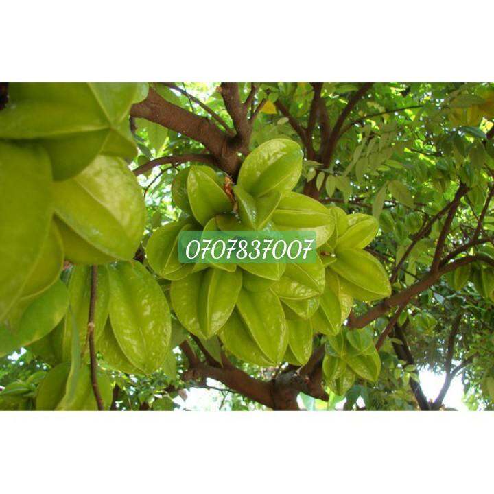 Khế chua hữu cơ 1kg