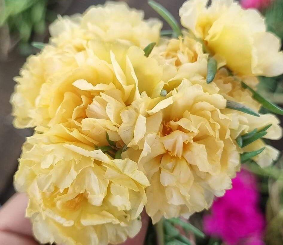 cành hoa mười giờ mix 8 màu