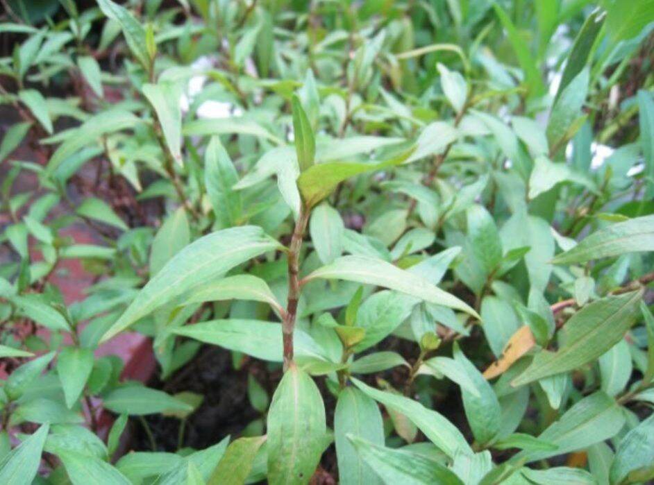 HCM - Chậu cây rau răm