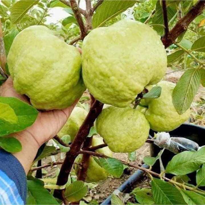 Cây giống ổi nữ hoàng