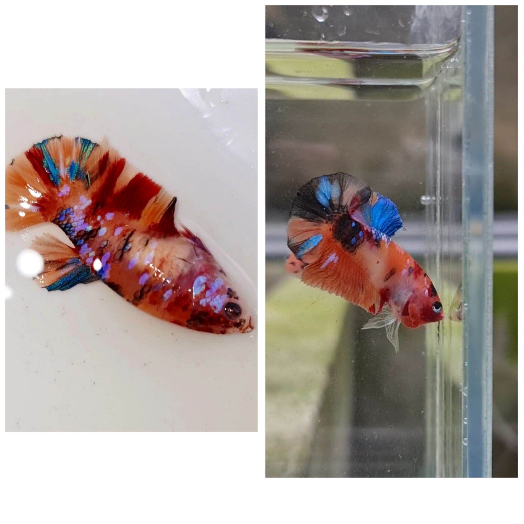 Cặp trống mái nemo galaxy