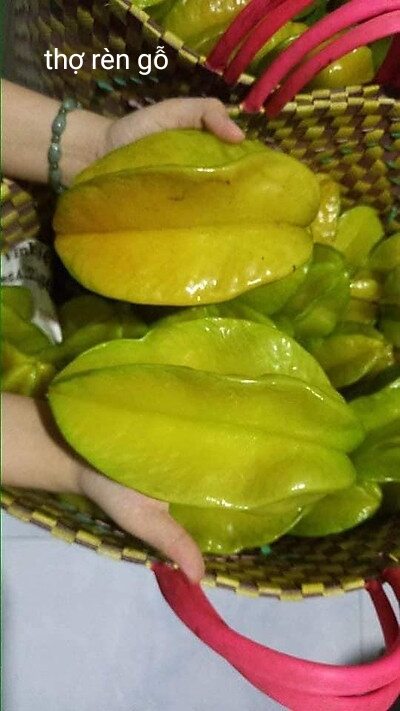 Cây giống khế ngọt, giống trái rất to, cây cao khoản 30cm