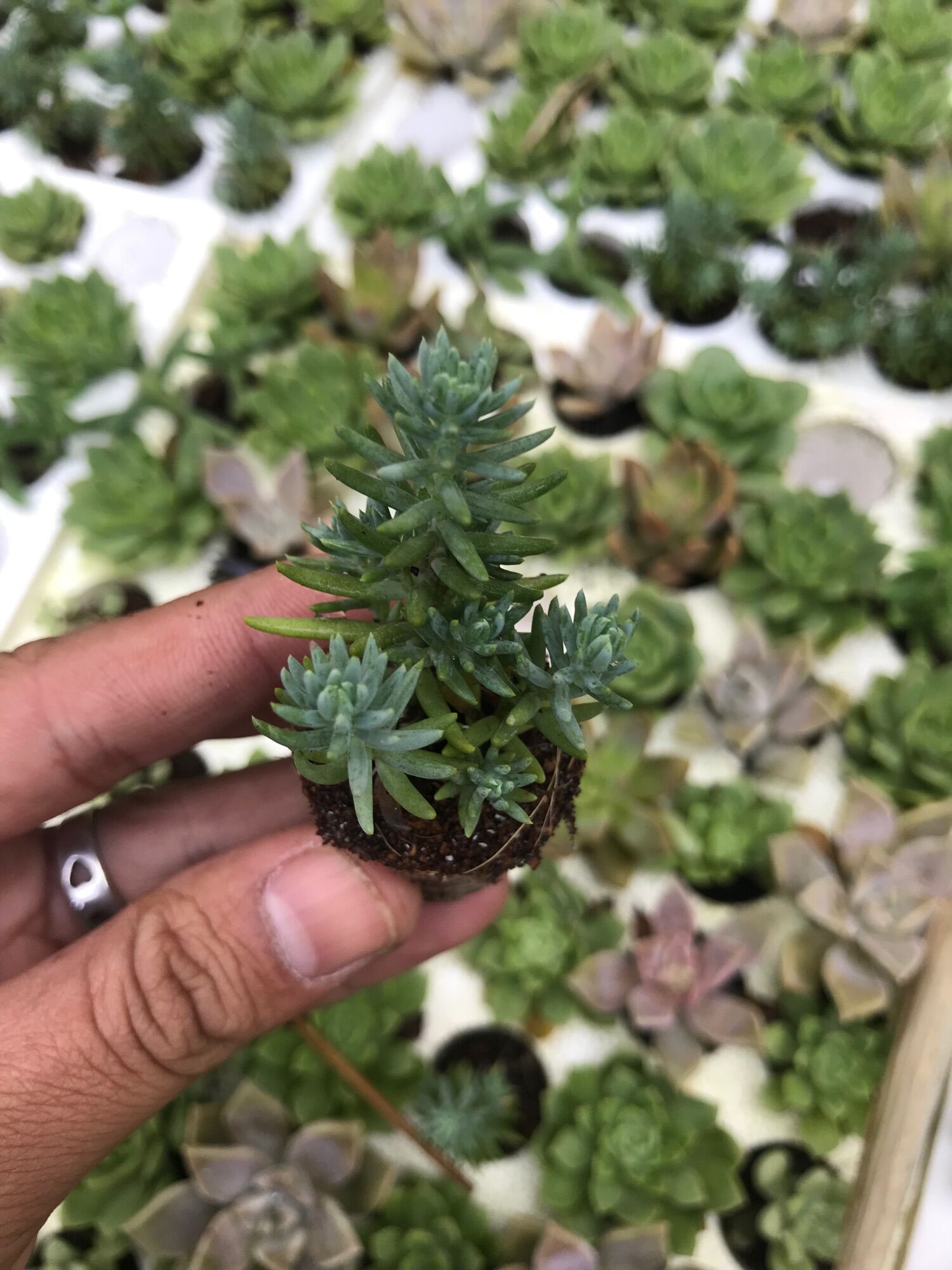 Sidum cỏ tuyết vĩ