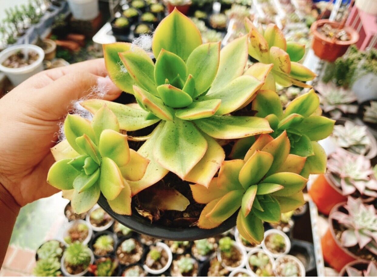 Sen đá Aeonium var