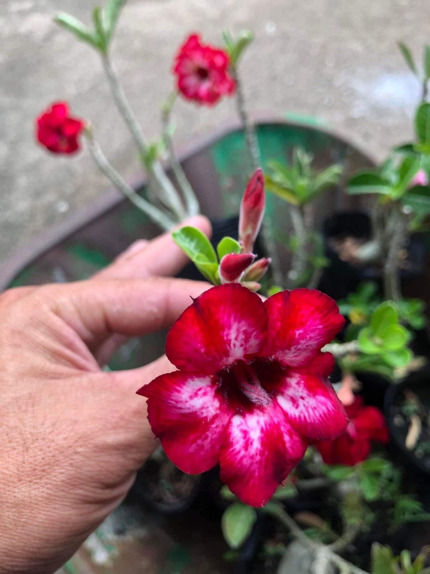 30 hạt sứ thái lan cánh kép.
