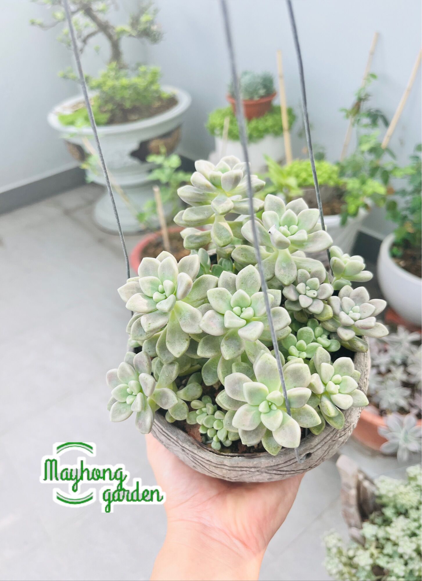 Chậu sen đá kim tuyến kèm gáo dừa treo y hình