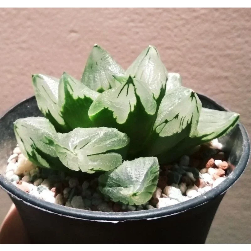 Sale++ sen đá haworthia ice city- guốc ngọc xanh xước.