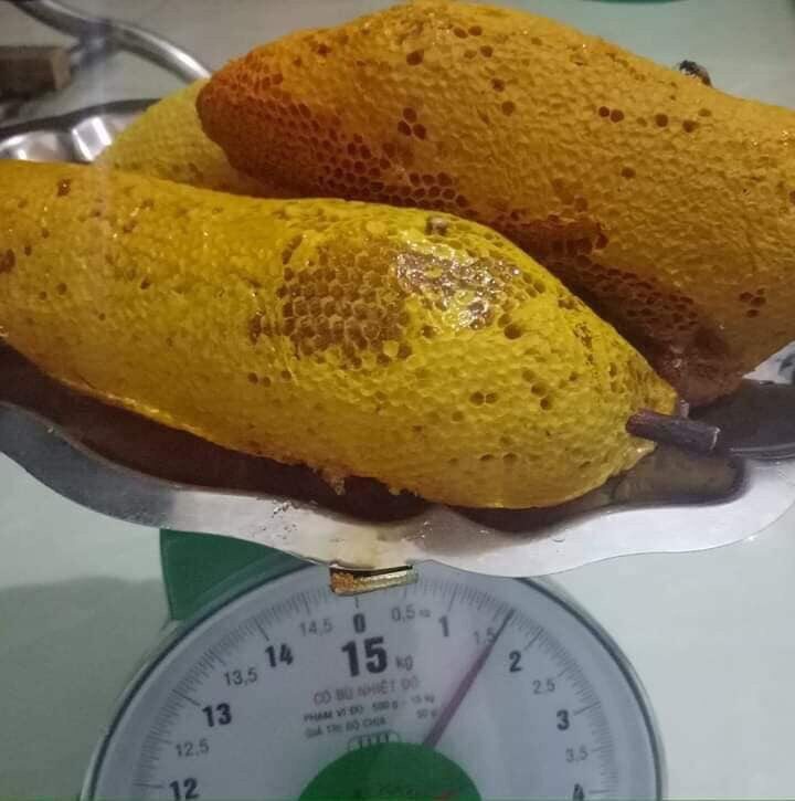 Mật ong ruồi nguyên tổ 1kg