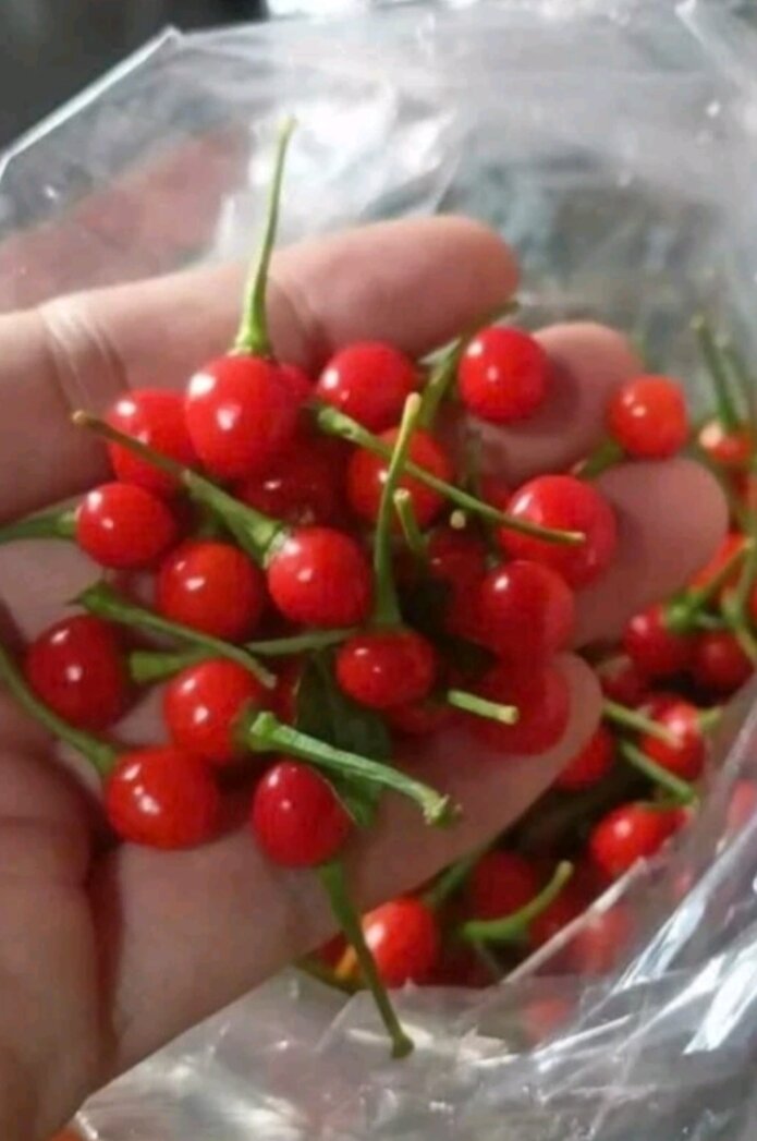 Combo 10 cây mô vỉ Nhật Lùn ( chuẩn giống)