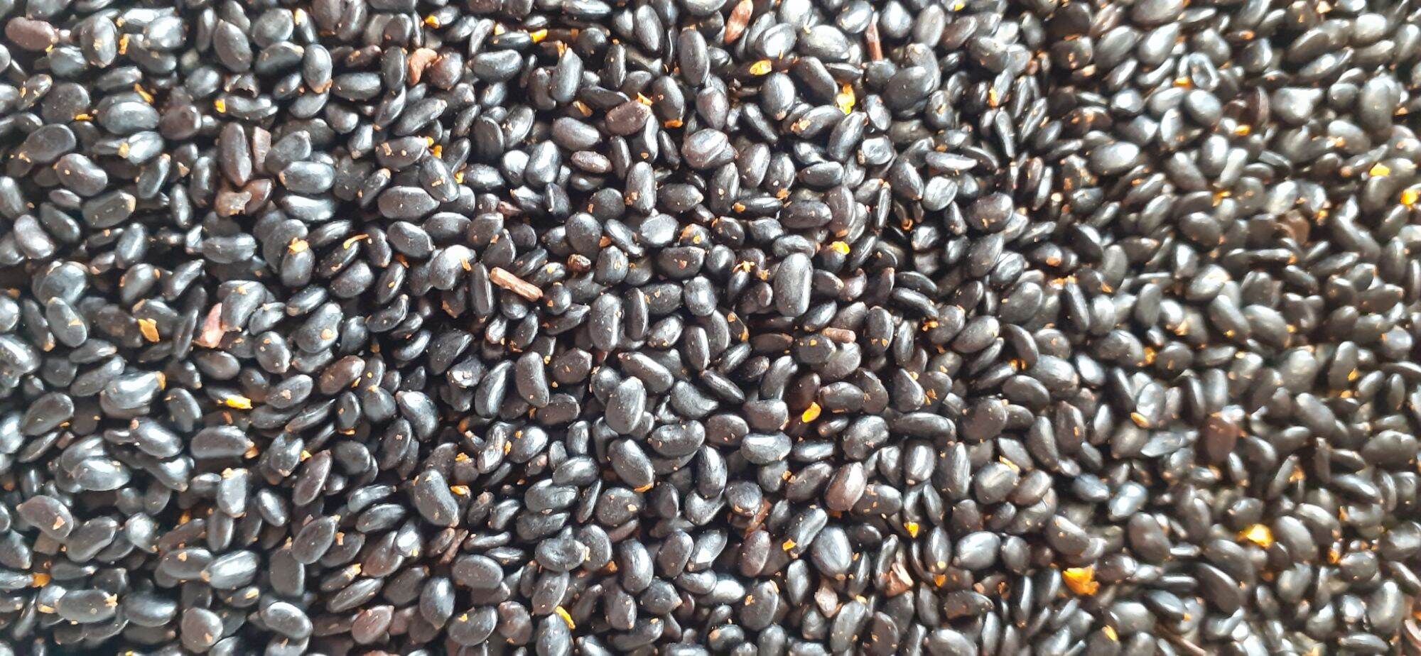 250 gram hạt giống keo tai tượng ( ban mê xanh tặng kèm phân )