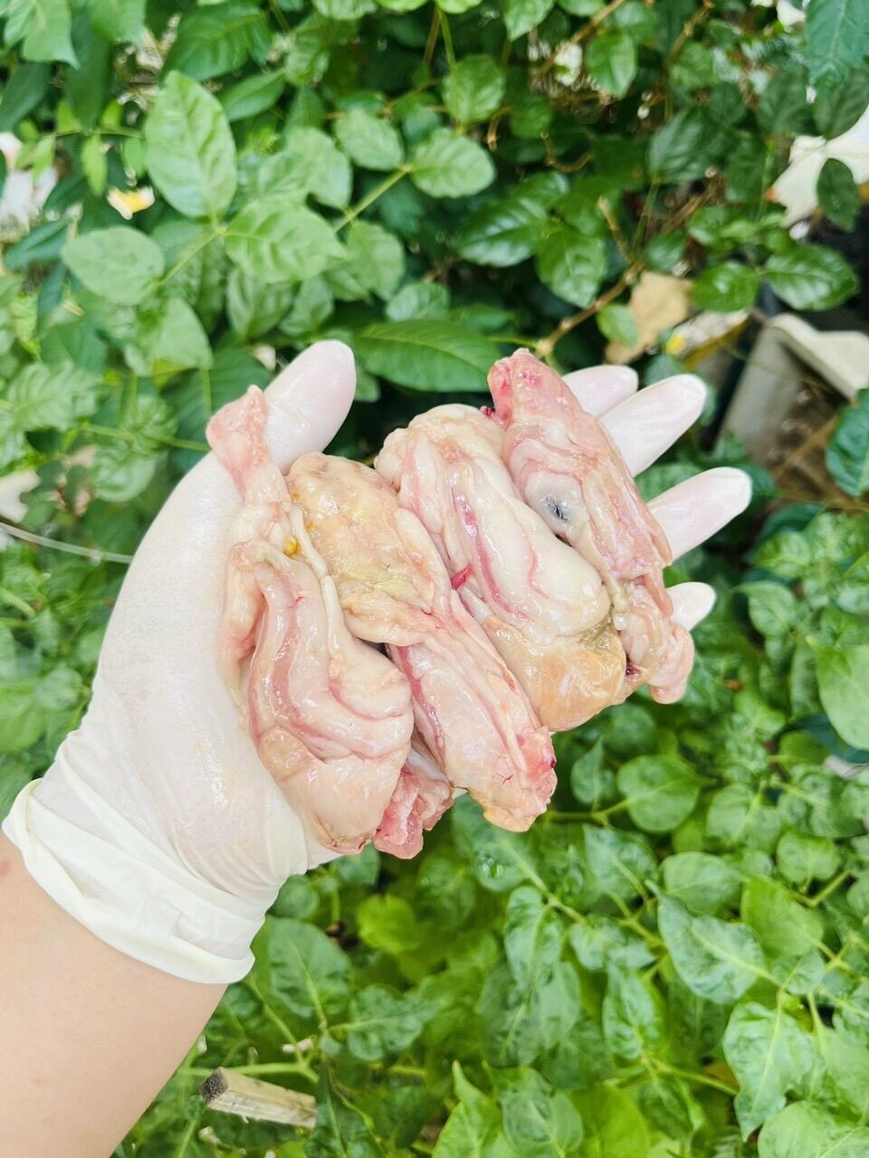 Ruột cá lóc làm sạch đóng hộp 500g