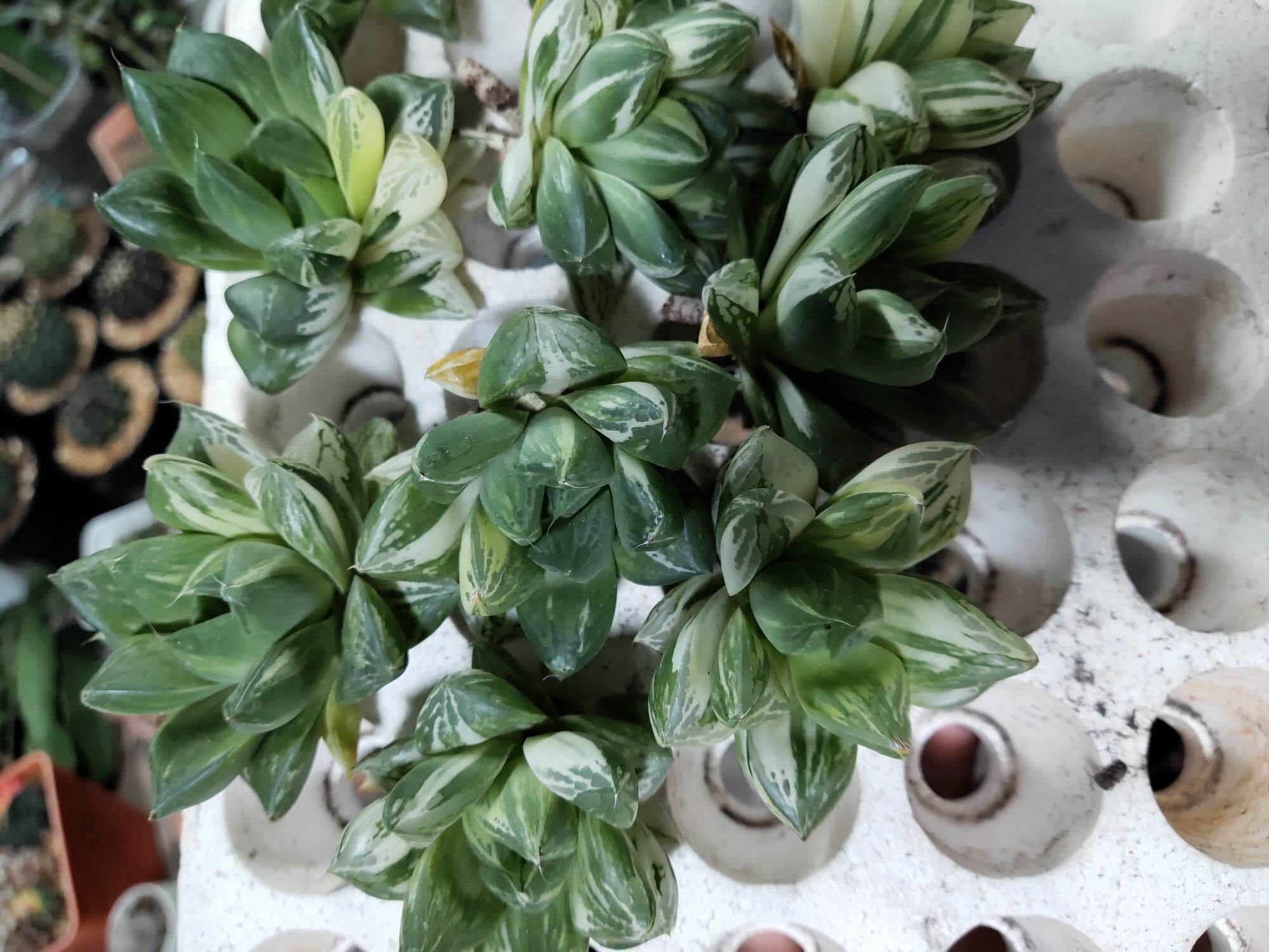 Cây haworthia var