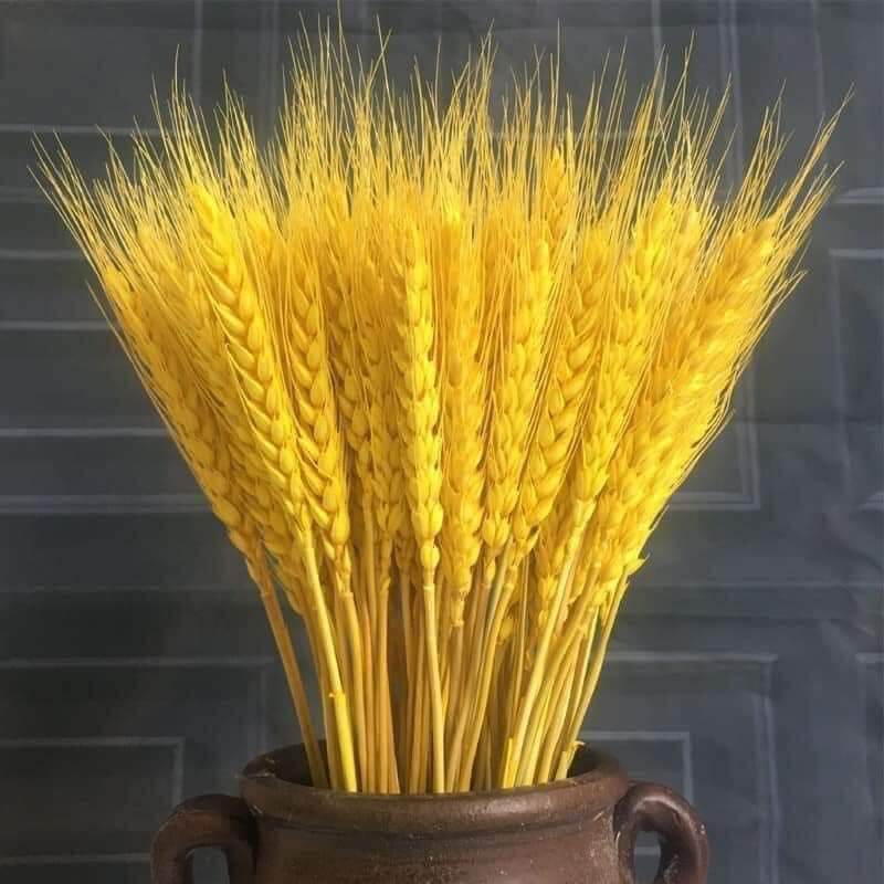 sét 1 bó BÔNG LÚA MẠCH KHÔ