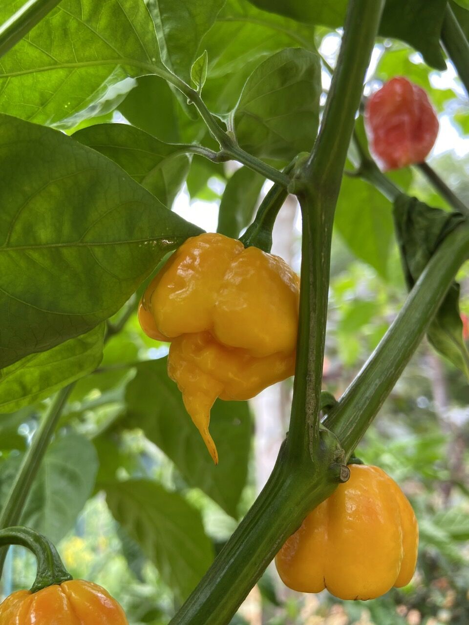 Hạt giống ớt Carolina Reaper Yellow