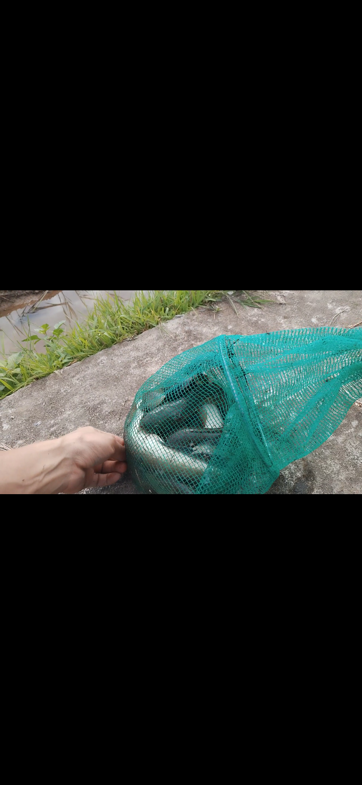 Bags for Shrimp, Crab, Fish, and Fish Nets