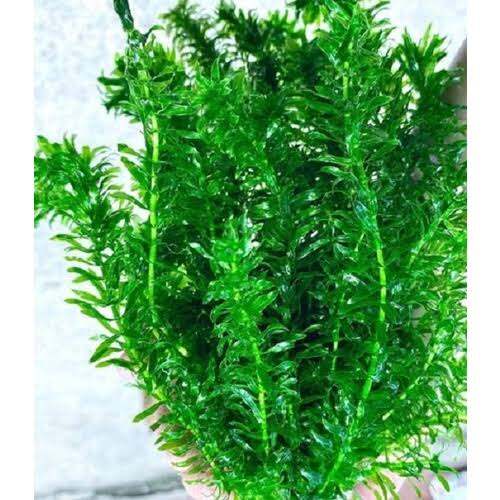 5 nhánh rong đuôi chó thủy sinh [Không cần CO2]