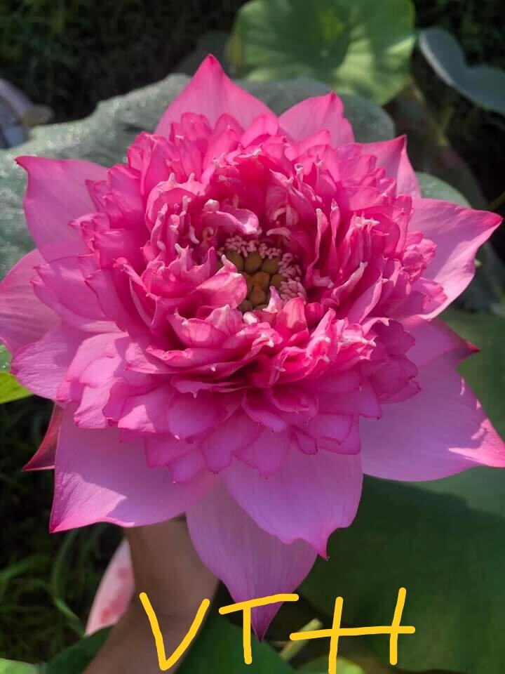 3 củ sen 3 màu